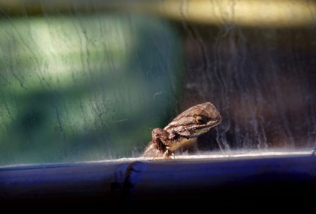 Irene Ann Garden: Lizard Watch