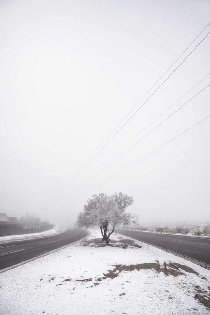 Max Woltman: Lonely Tree