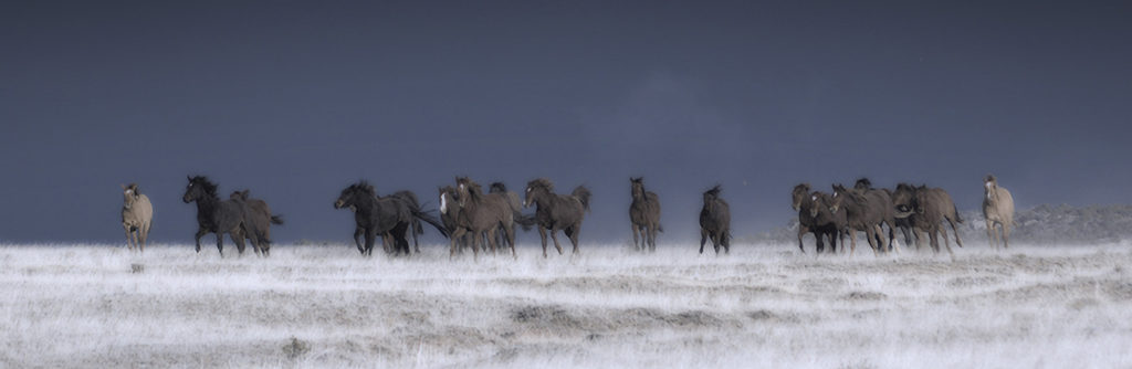 Jean-Paul de Jager: Moonlight Horses 1