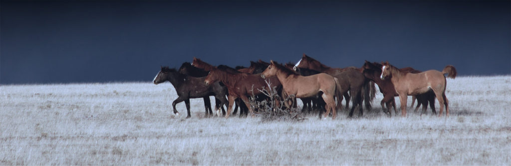 Jean-Paul de Jager: Moonlight Horses 2