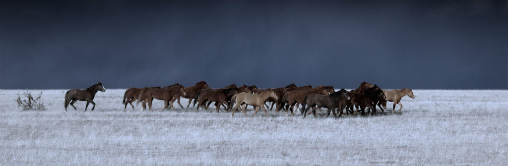 Jean-Paul de Jager: Moonlight Horses 3