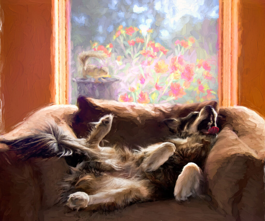 Amy M. Ditto: The Watchdog