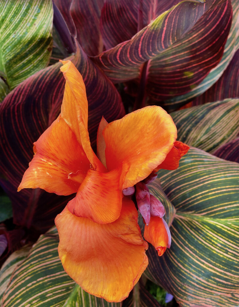 Carl Bogenholm: Not a Tulip