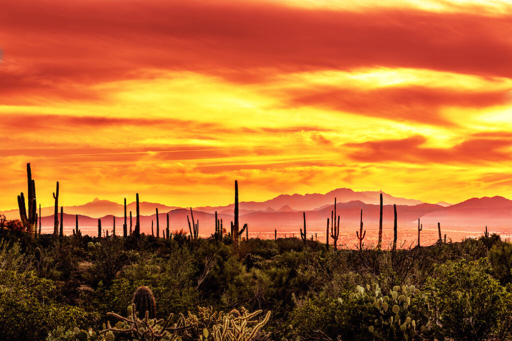 Mike Stephens: An Arizona Thing