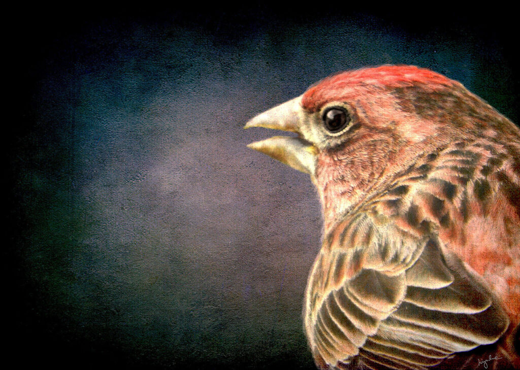 Lyndia Radice: Cassin&#039;s Finch