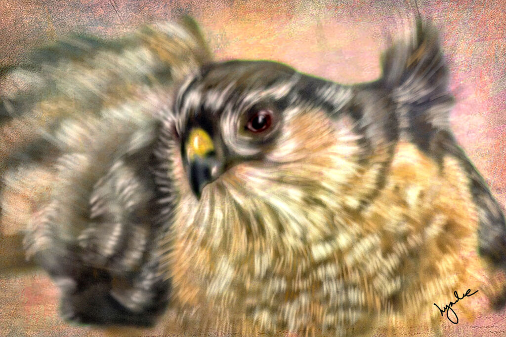Lyndia Radice: Flying Hawk