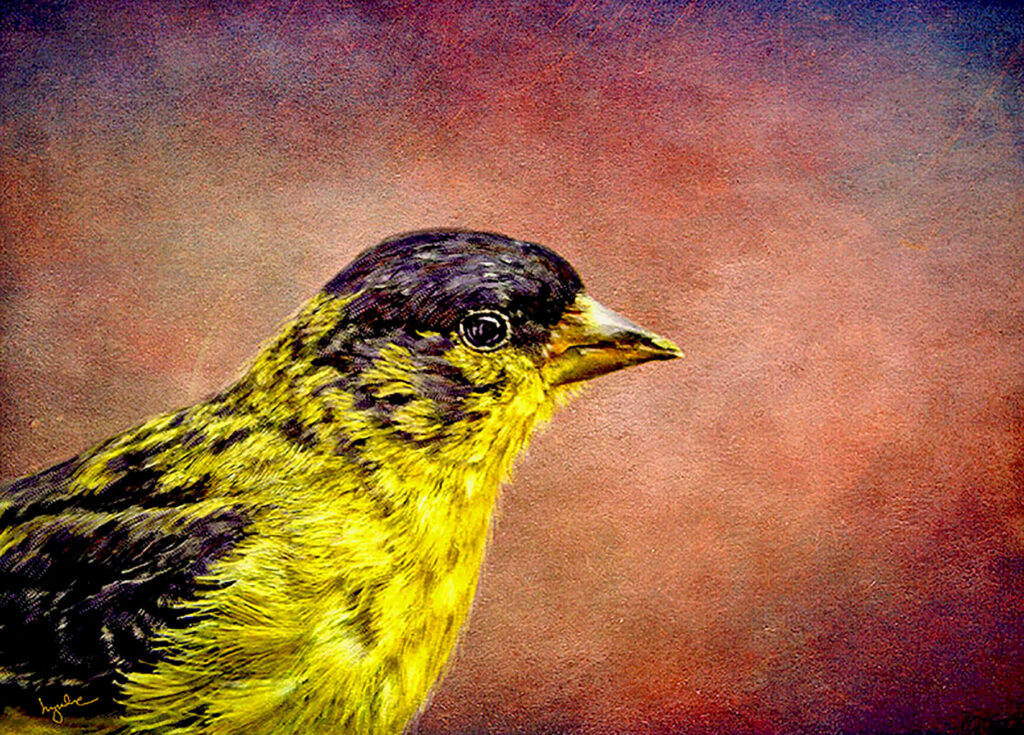 Lyndia Radice: Goldfinch