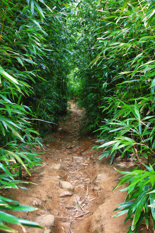Gale Sutton: Into the Bamboo Forest