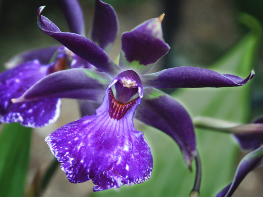 Gale Sutton: Purple Song