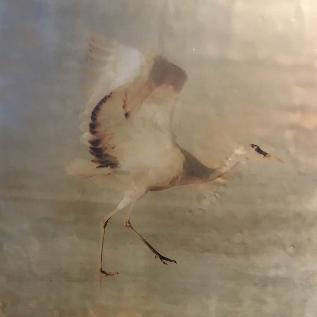 Andrea Sharon: Sandhill Crane Pre-Flight