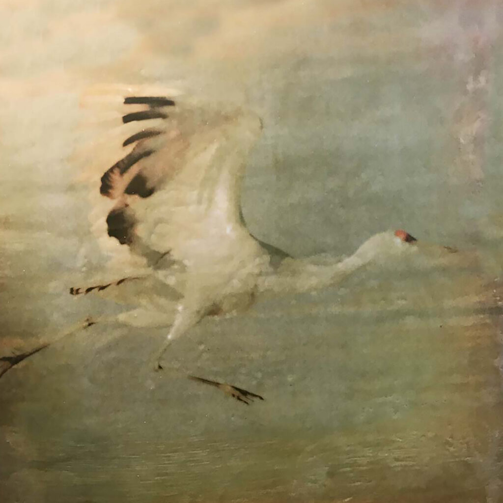 Andrea Sharon: Sandhill Crane Running