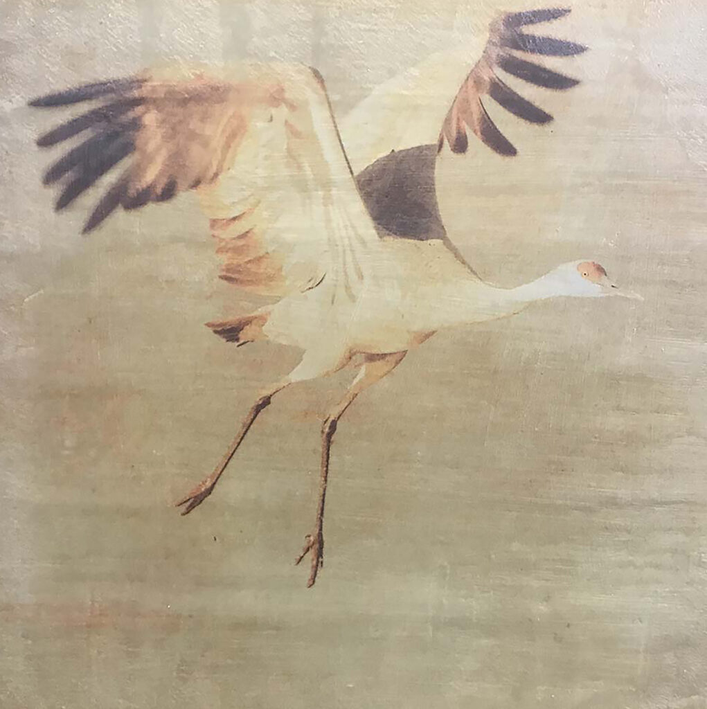 Andrea Sharon: Sandhill Crane Take Off