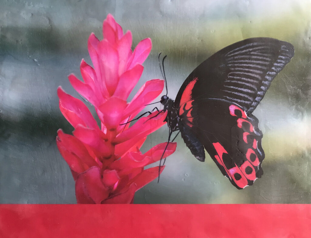 Andrea Sharon: Scarlet Mormon Butterfly