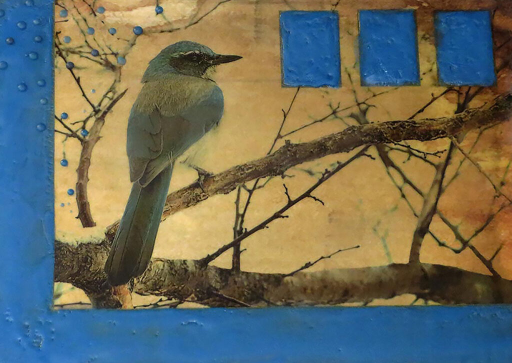 Andrea Sharon: Scrub Jay in Tree