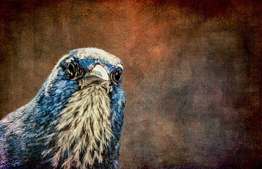 Lyndia Radice: Scrub Jay