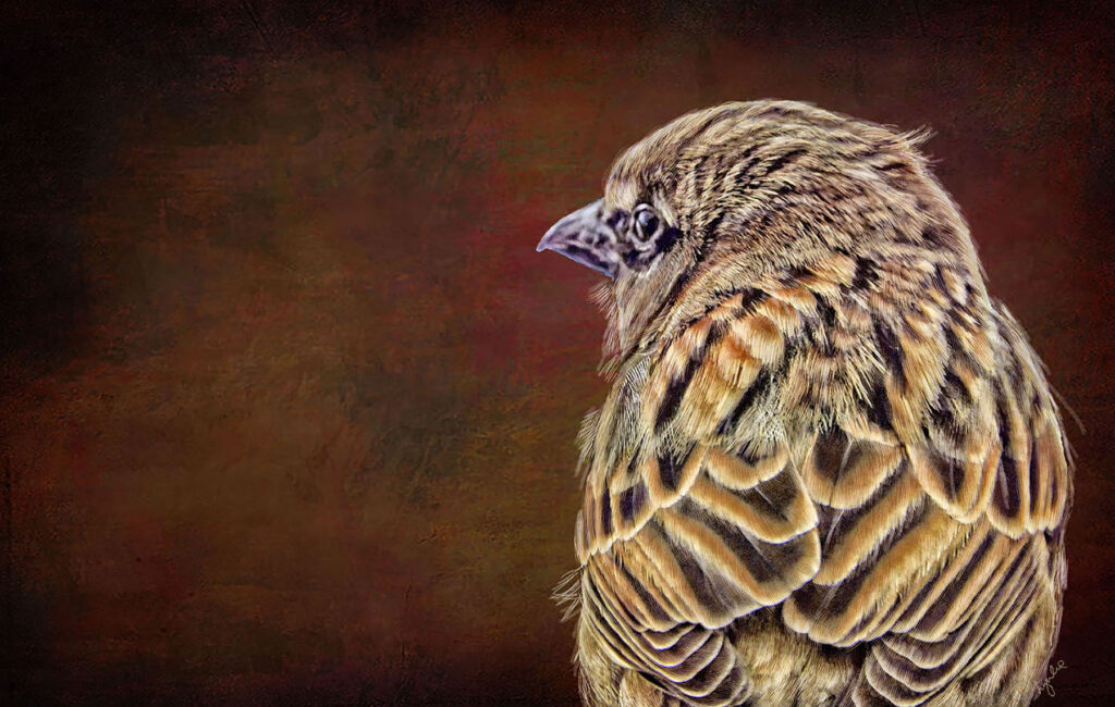 Lyndia Radice: Sparrow