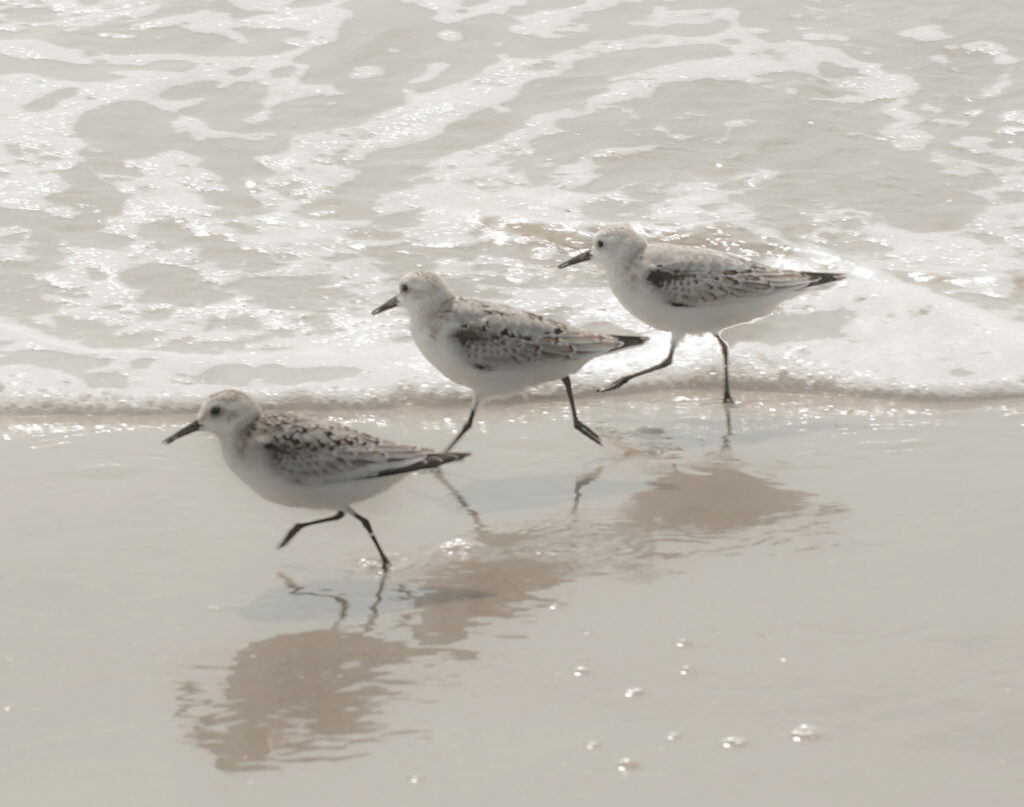 Andrea Sharon: Three Sandpipers Running
