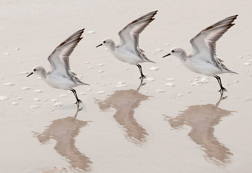 Andrea Sharon: Three Sandpipers Take Off