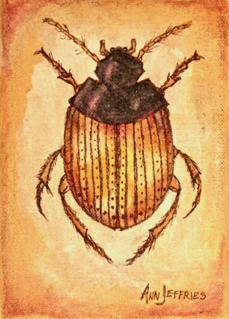 Ann Jeffries: Beetle (Coleoptera)