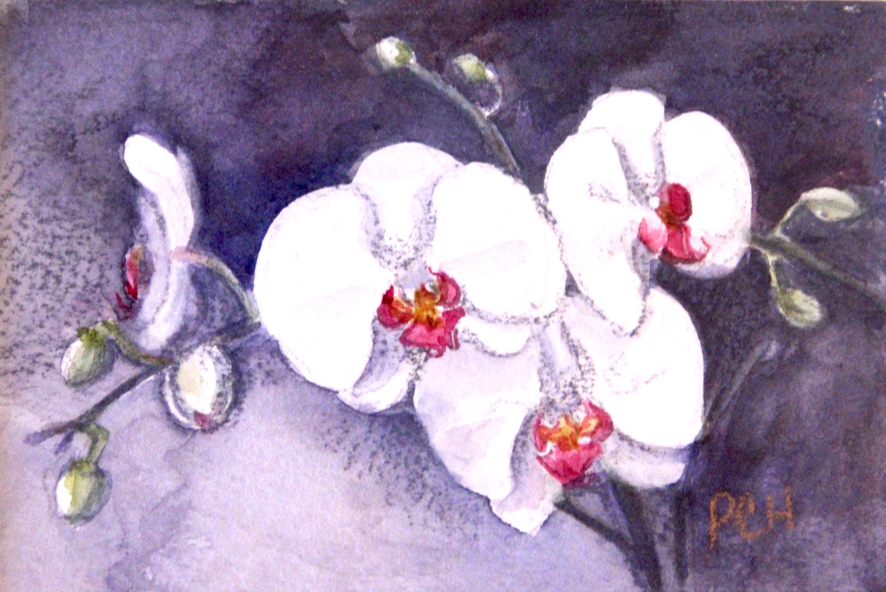 Pam Hostetler: Orchid