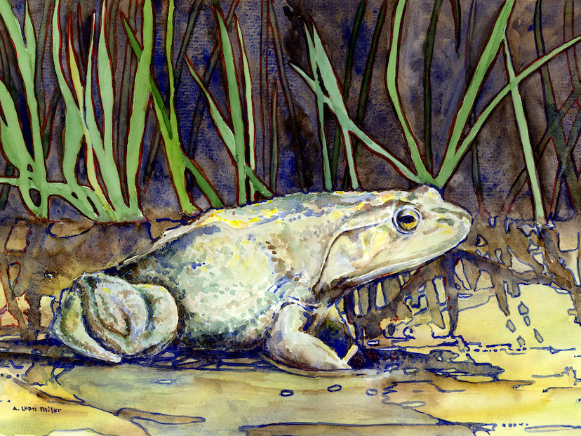 A. Leon Miler: Bullfrog