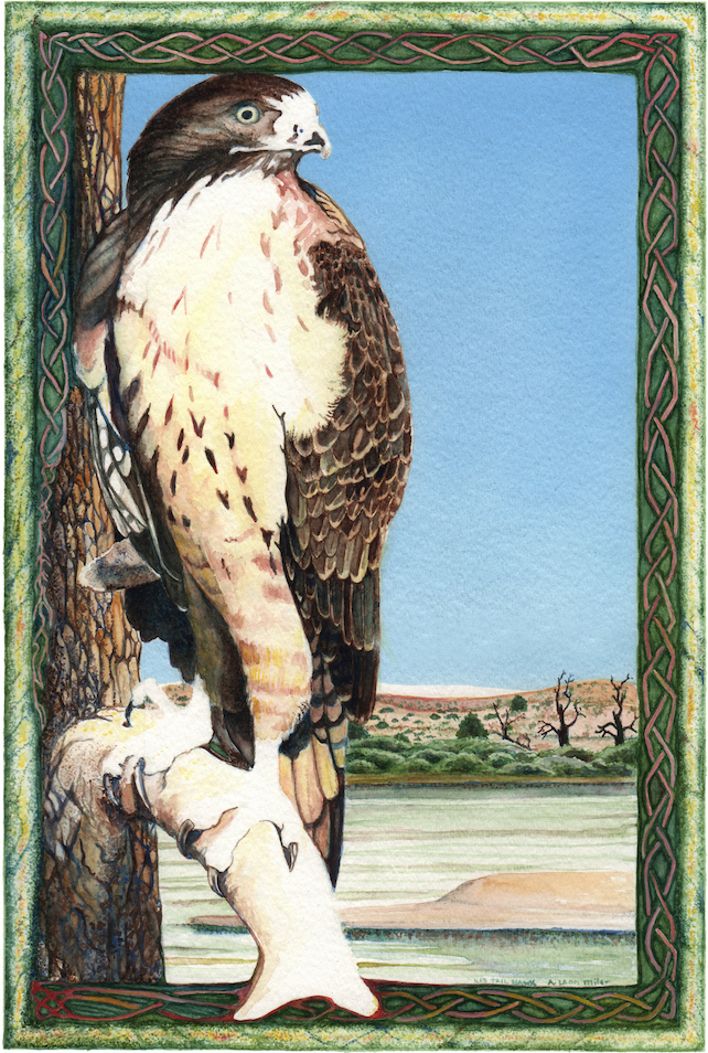 A. Leon Miler: Redtail Hawk
