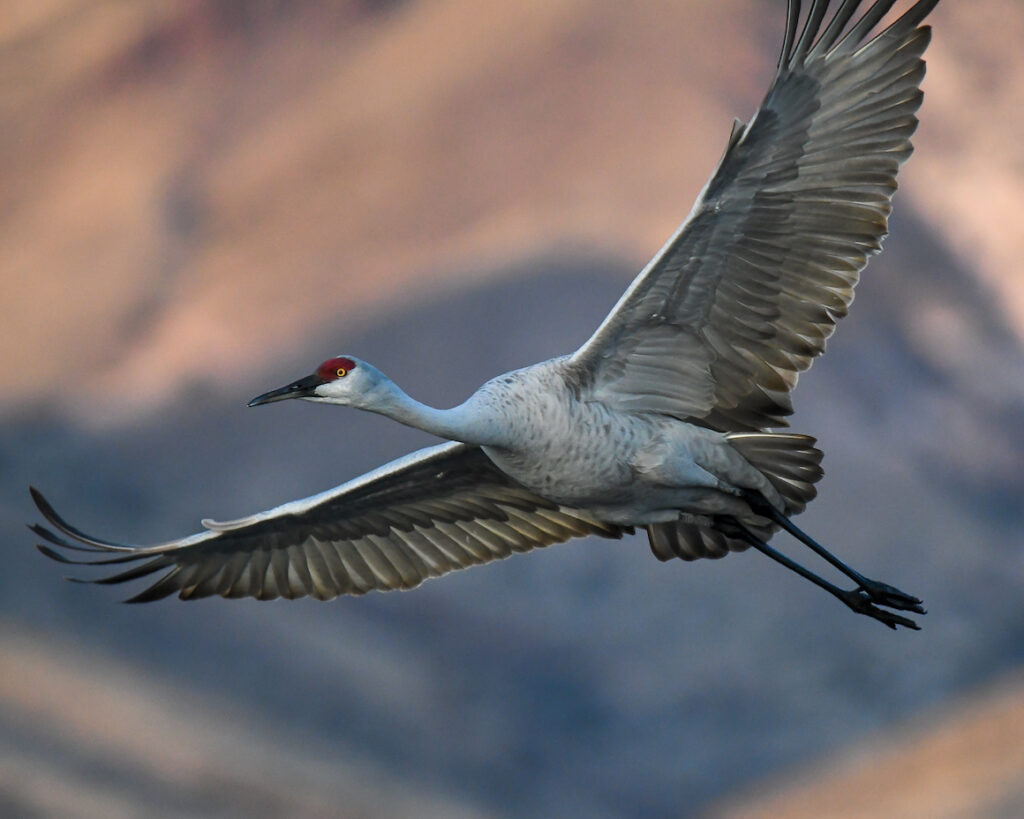 Ralph Lind: Crane From the Black Hole