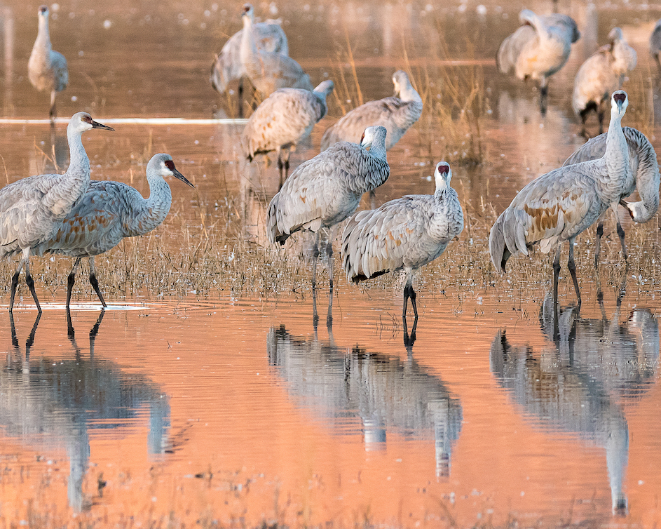 Ralph Lind: Crane Reflections in Morning Light