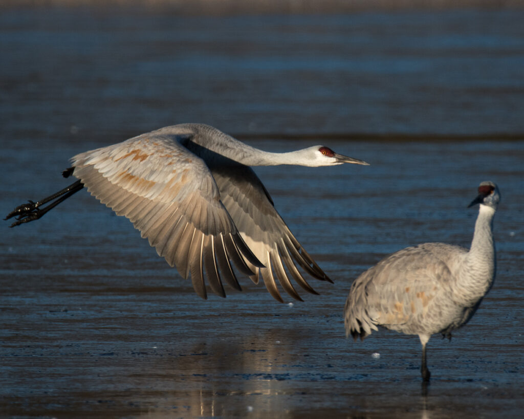 Ralph Lind: Crane Taking Flight