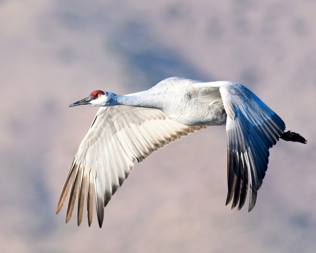 Ralph Lind: Crane in Flight