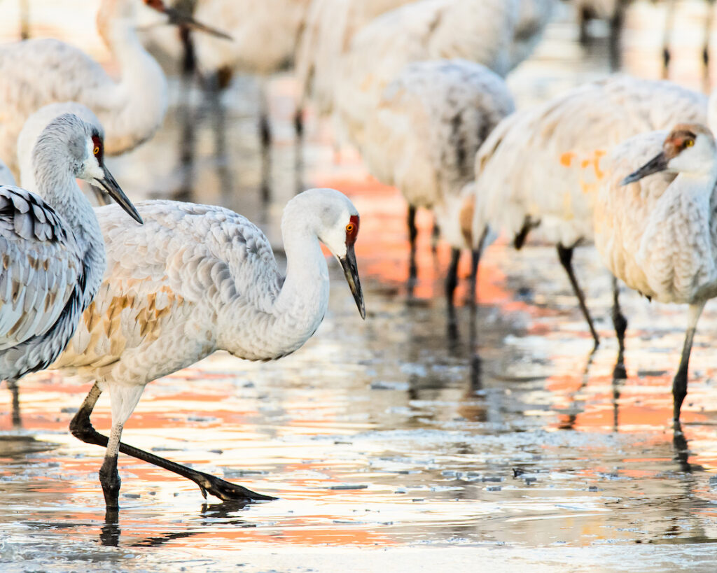 Ralph Lind: Cranes in Morning Light