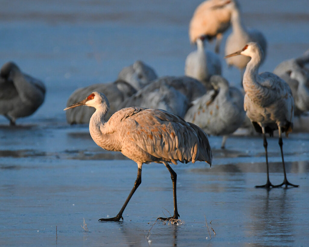 Ralph Lind: Cranes on Ice