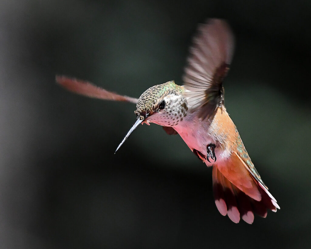 Ralph Lind: Floating Hummingbird