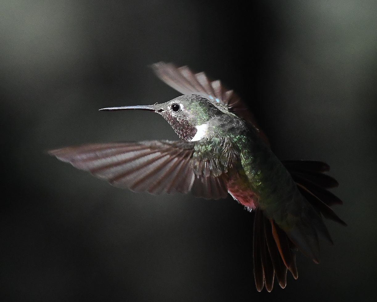 Ralph Lind: Hummingbird Bliss