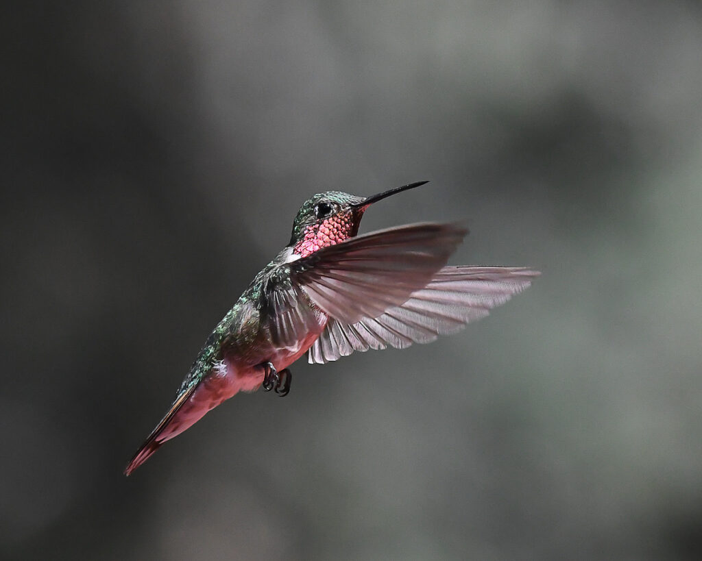 Ralph Lind: Hummingbird Pose