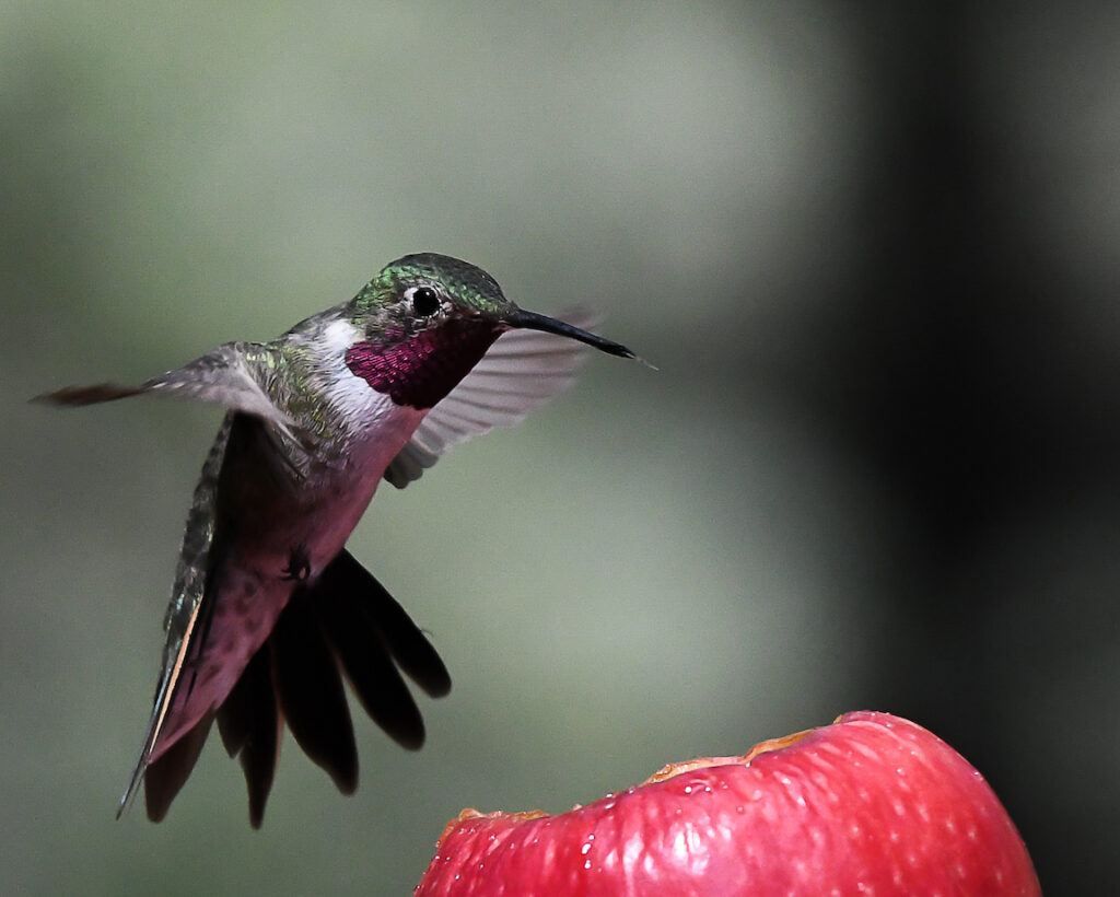 Ralph Lind: Hummingbird with Apple