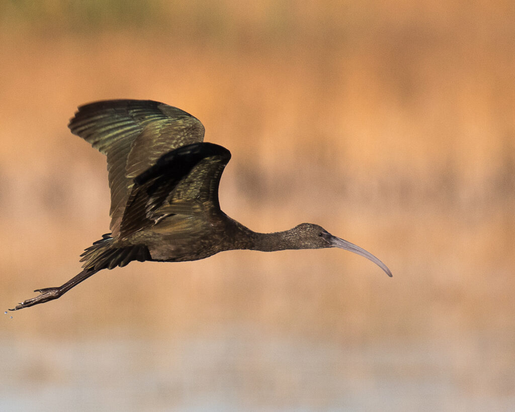 Ralph Lind: Ibis