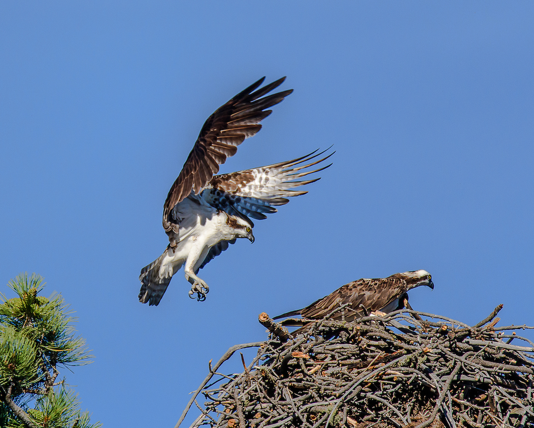 Ralph Lind: Osprey Nest