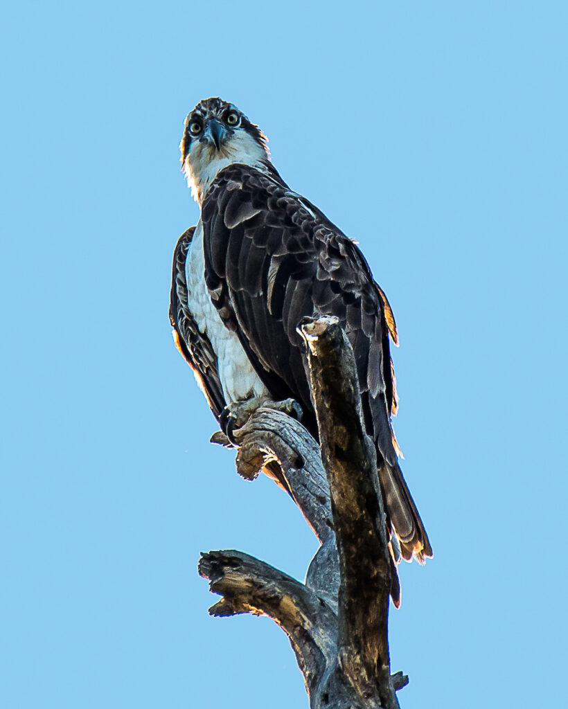 Ralph Lind: Osprey Staredown