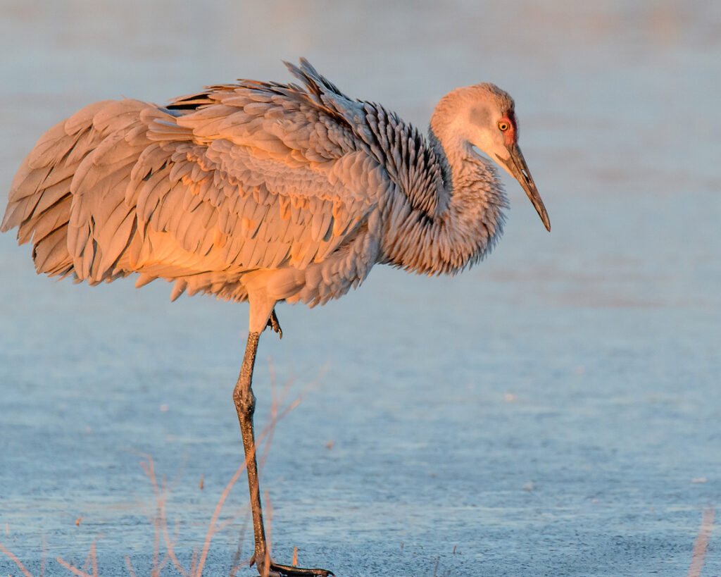 Ralph Lind: Ruffled Juvenile