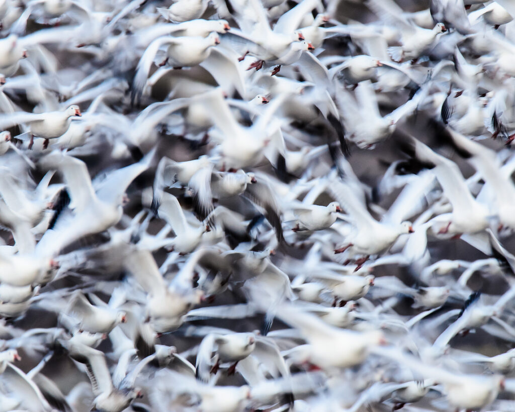 Ralph Lind: Snow Geese Flyout