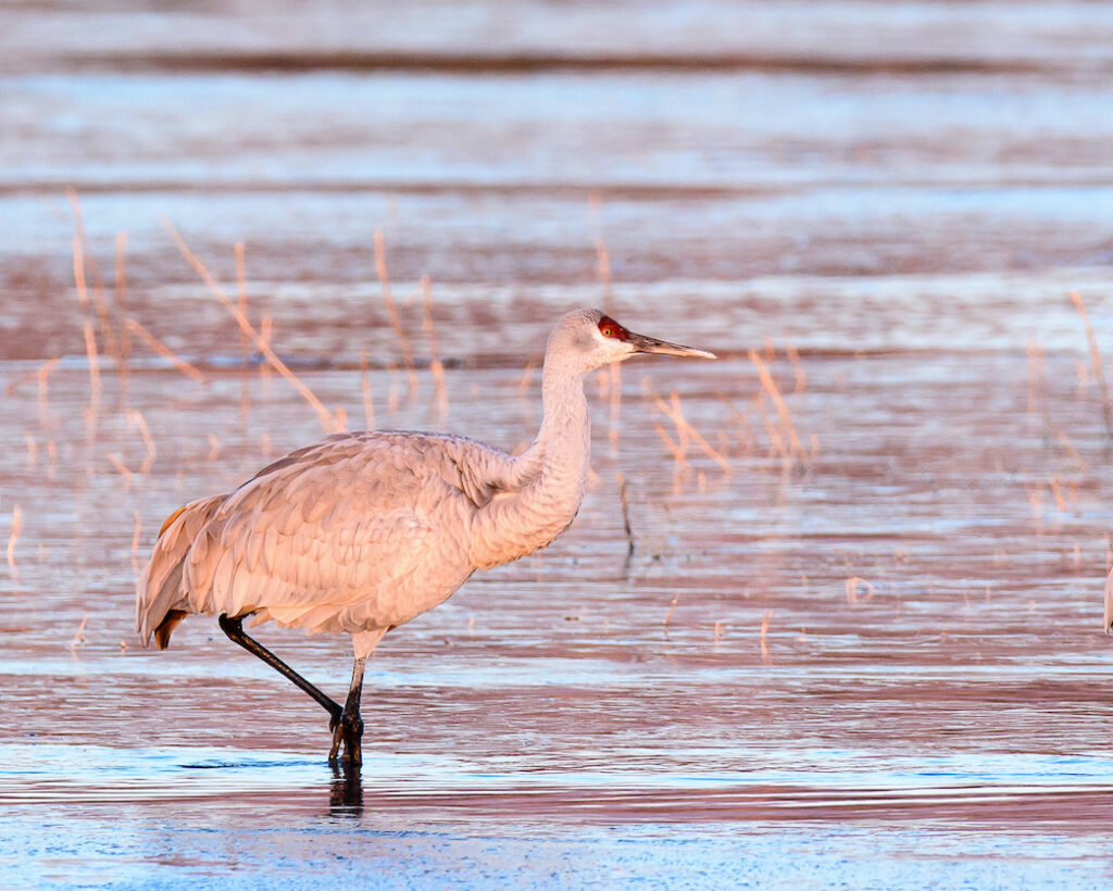 Ralph Lind: Solitary Crane