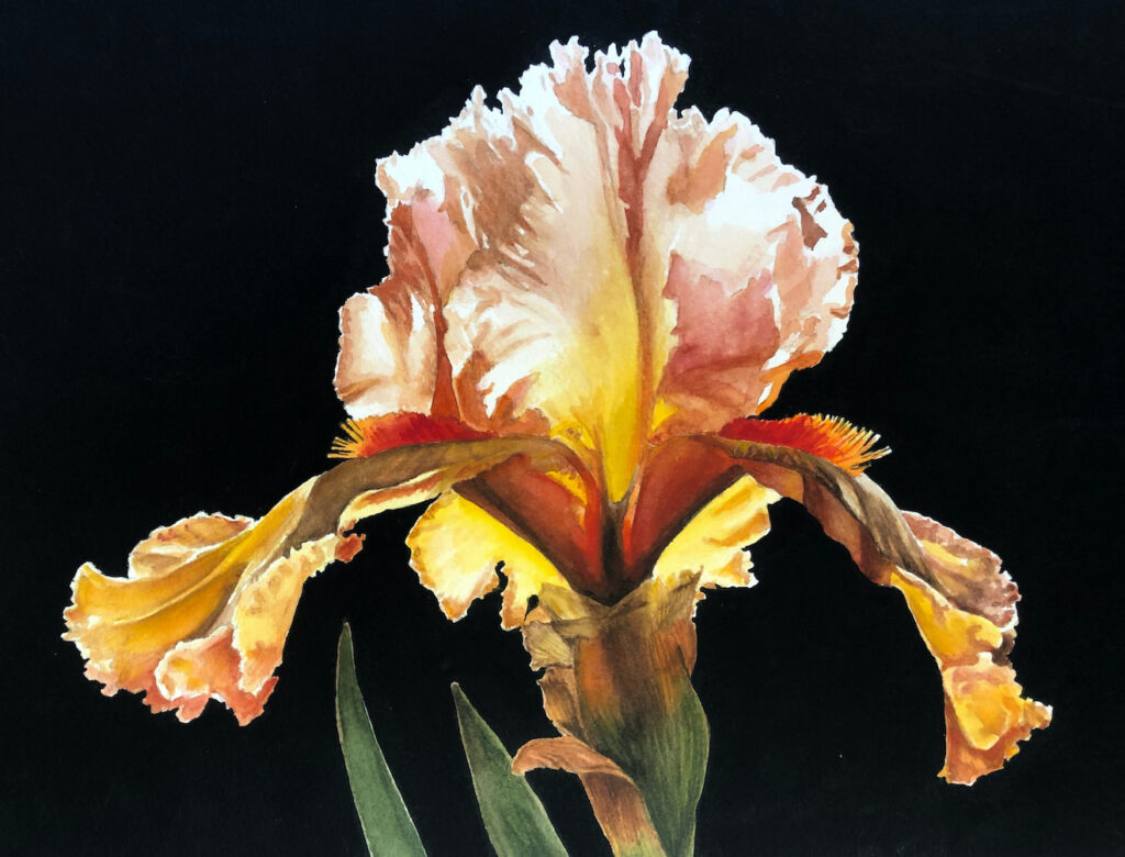 Penny Thomas Simpson: Sunset Iris