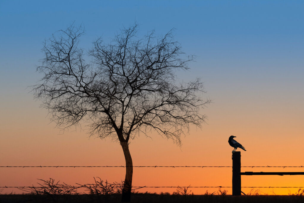 Dennis Chamberlain: You are the Tree I Want to Be