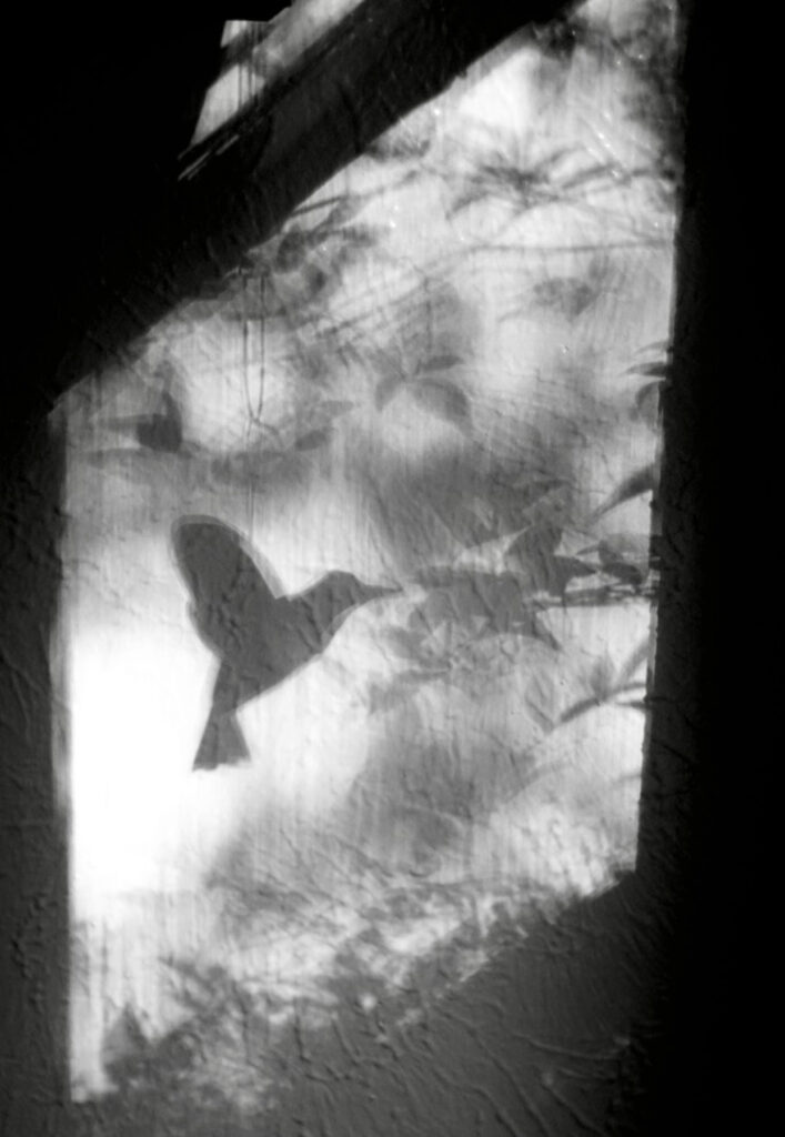 Irene Garden - Shadow Series: Shadow In Flight