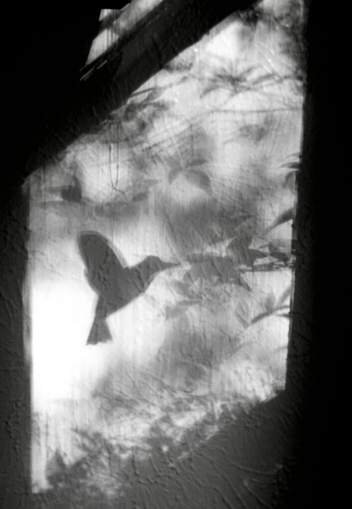 Irene Garden - Shadow Series: Shadow In Flight