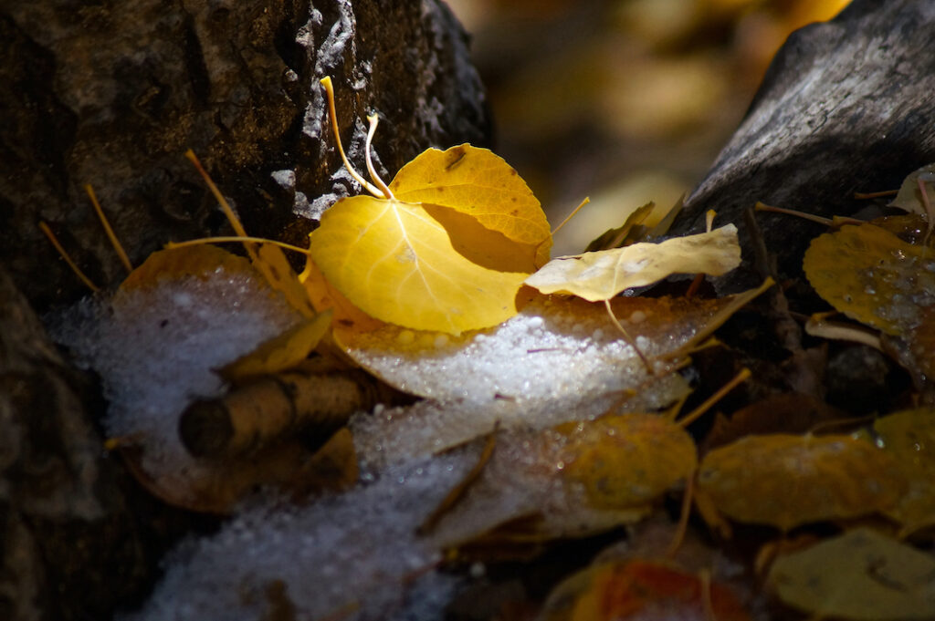 David D. Sorensen: Aspen Snow Dusting