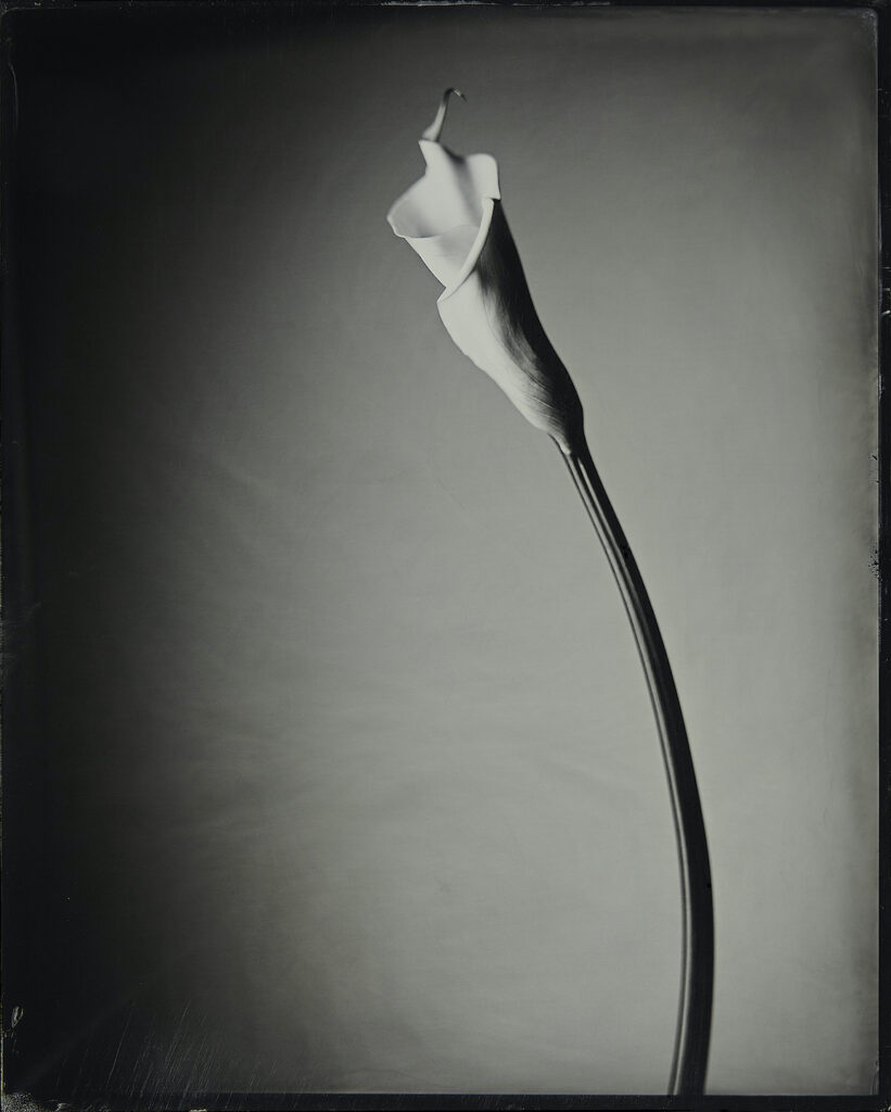 Kevin Black: Calla Lily I