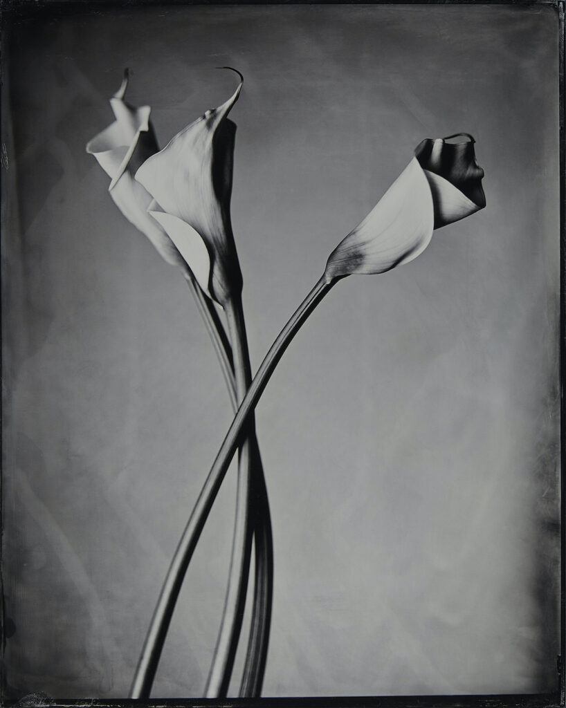 Kevin Black: Calla Lily III