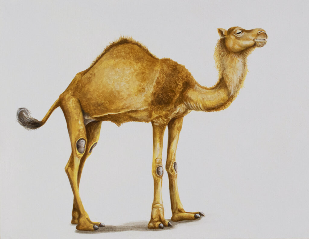 Tricia George: Camel Posing